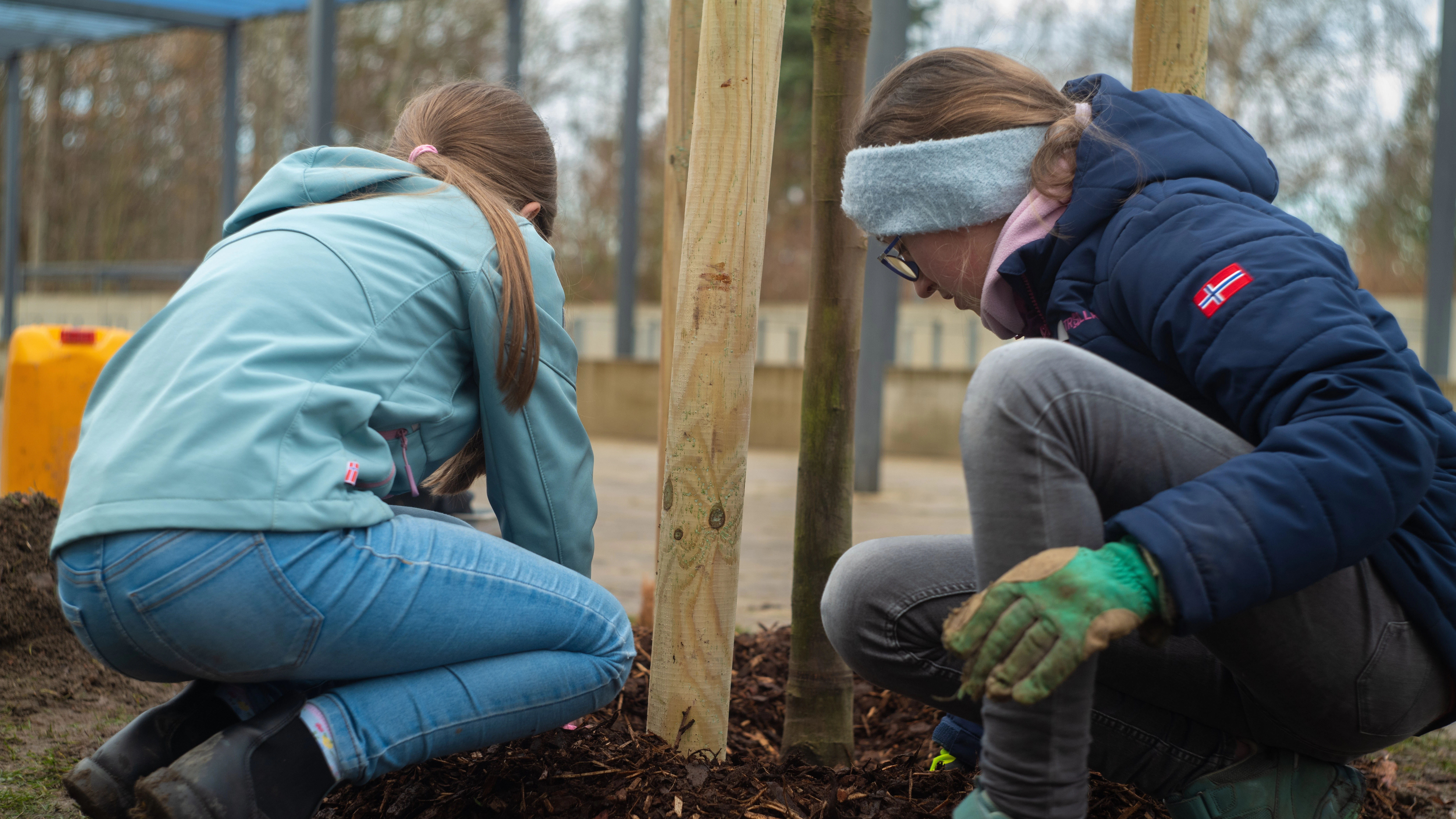 Baumpflanzaktion Dez 2025 1 Baumscheibe wird mit Rindenmulch abgedeckt